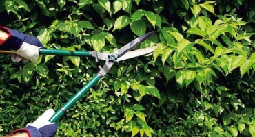 Jak správně prořezávat keře dřišťálu v létě, na jaře a na podzim